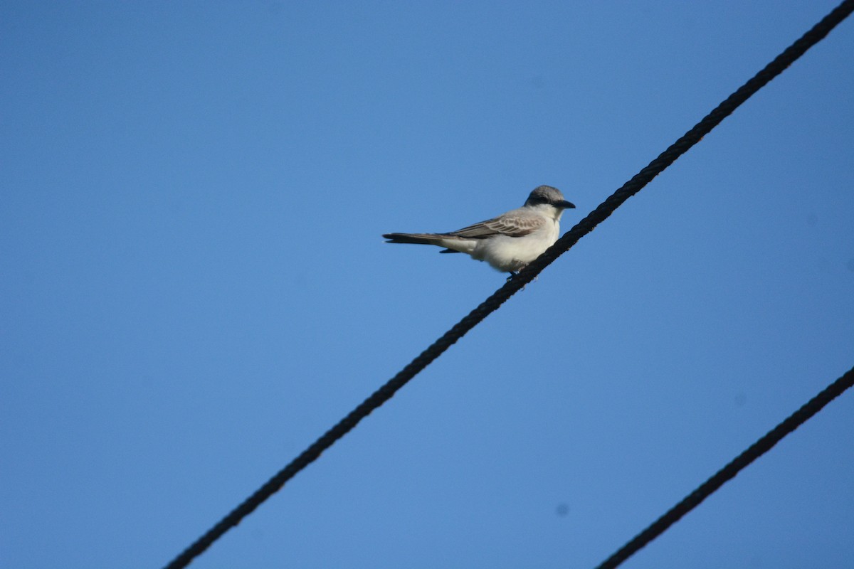 Gray Kingbird - ML632817424
