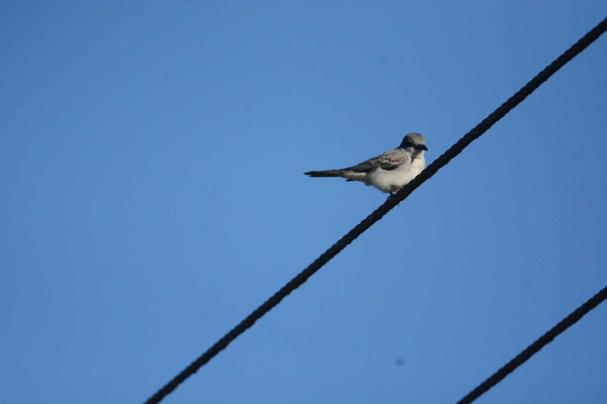 Gray Kingbird - ML632817427