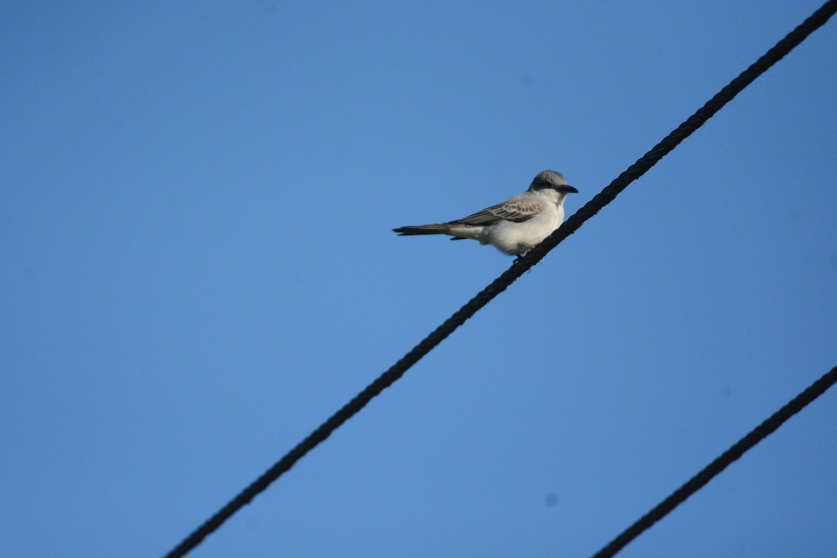 Gray Kingbird - ML632817428