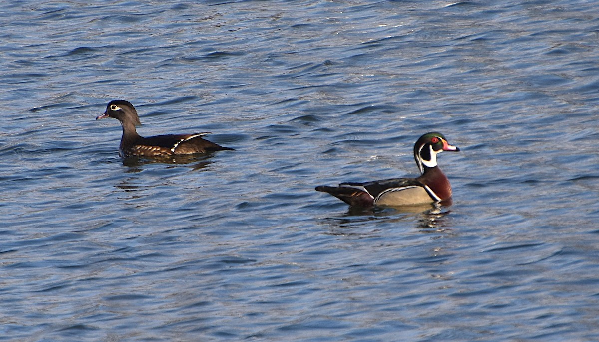 Wood Duck - ML632817445