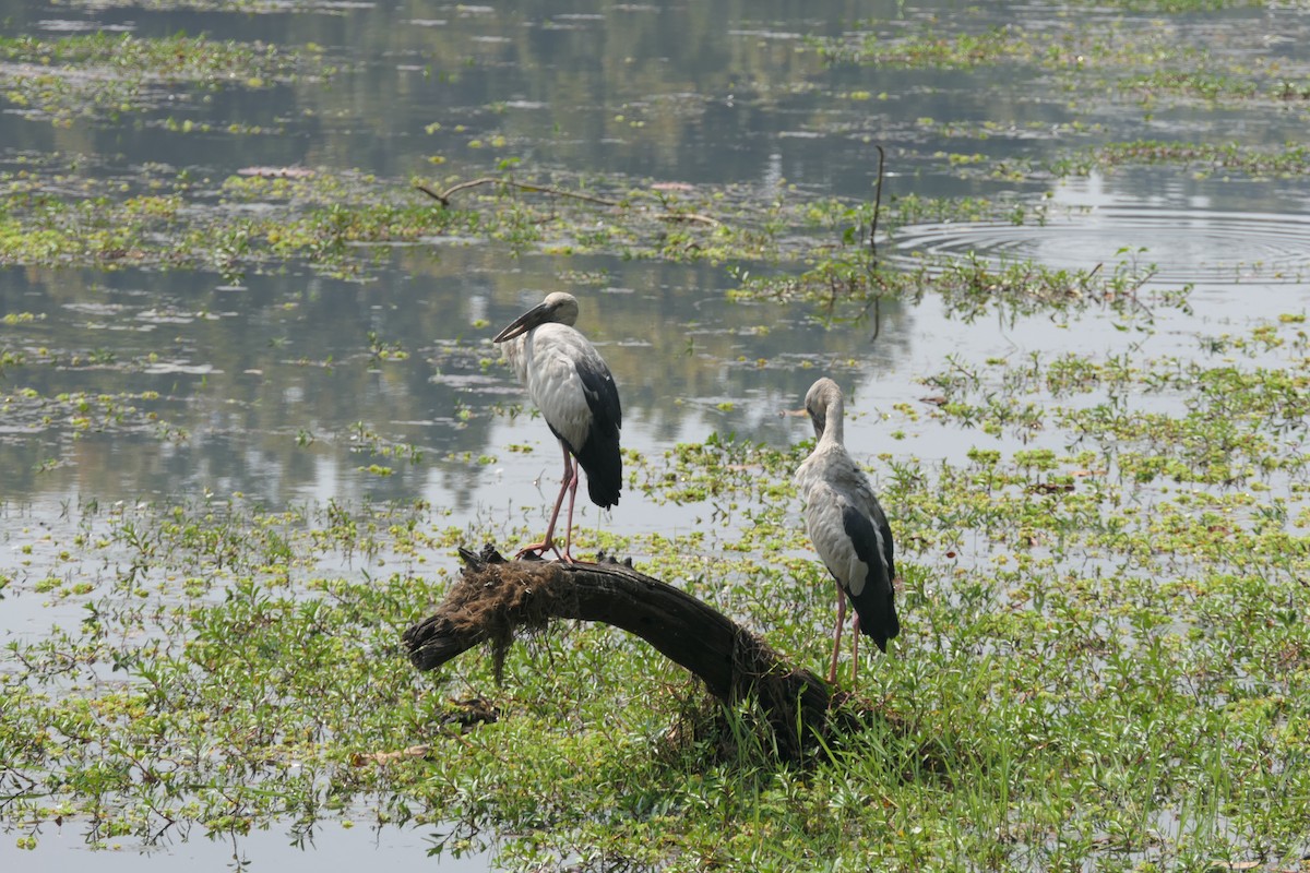 Asian Openbill - ML632817572