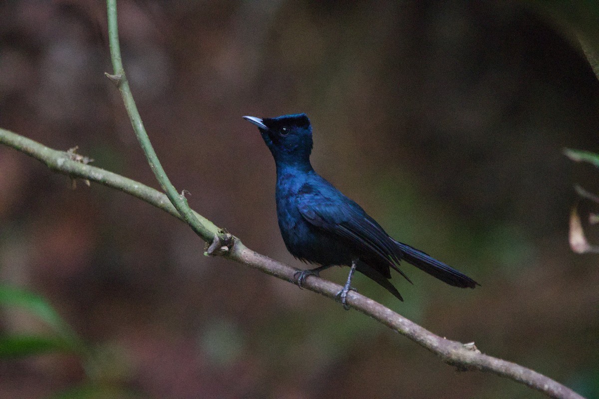 Shining Flycatcher - ML632817593