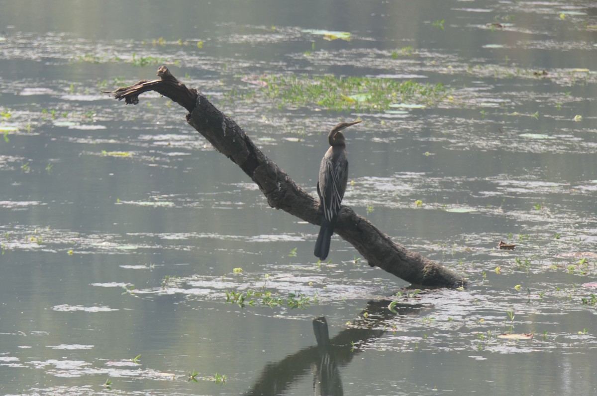 Oriental Darter - ML632817624