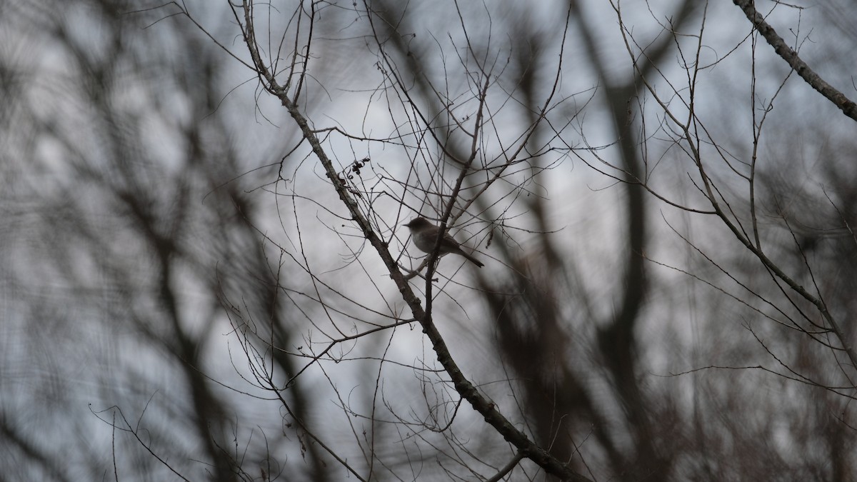 Eastern Phoebe - ML632817658