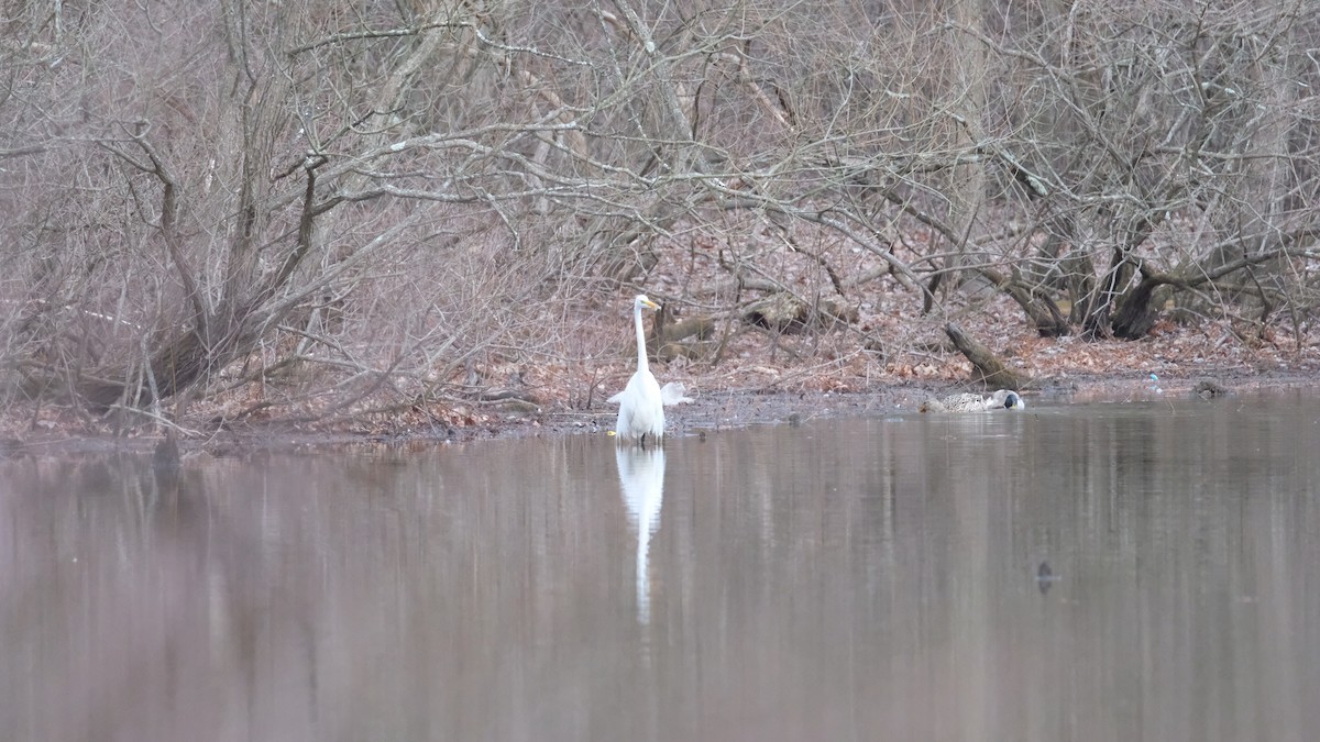 Great Egret - ML632817661