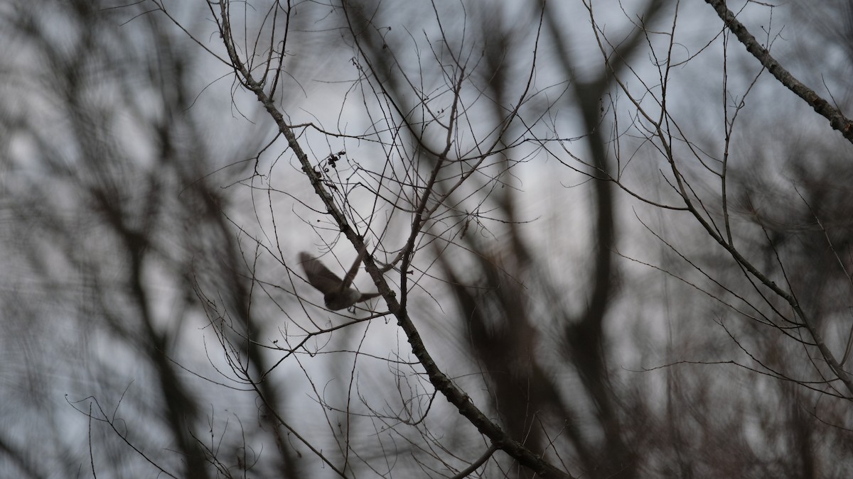 Eastern Phoebe - ML632817671