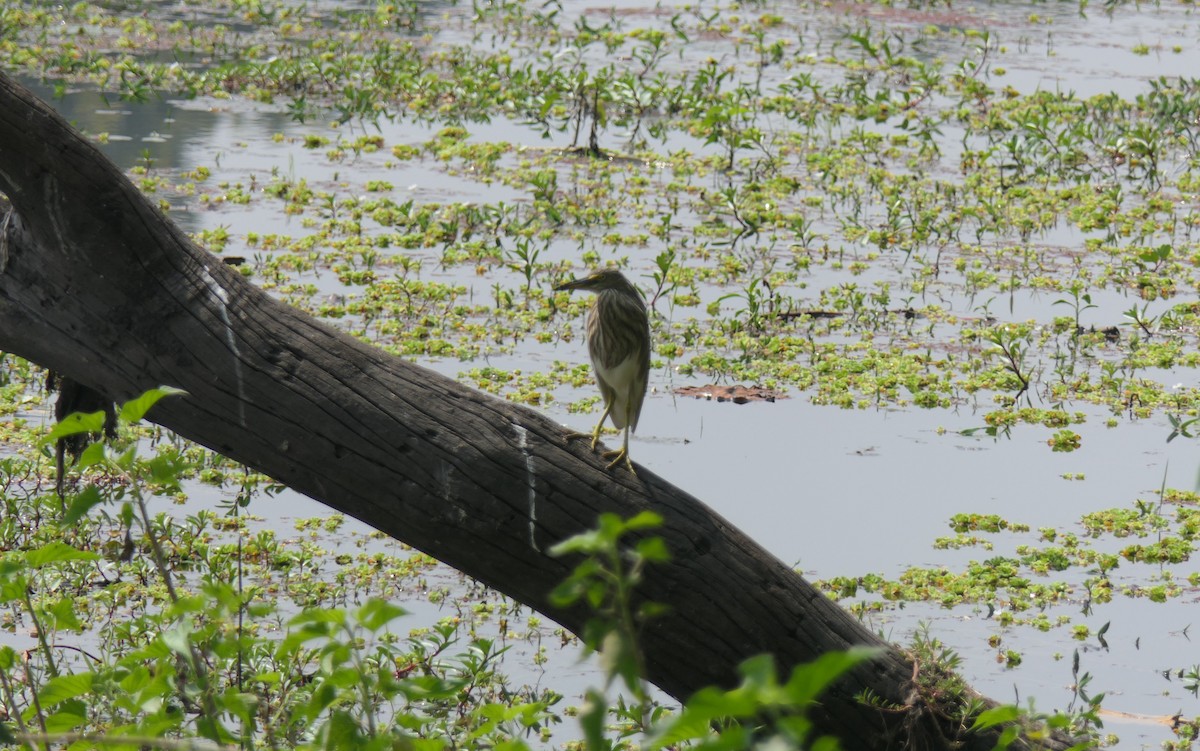 Indian Pond-Heron - ML632817693