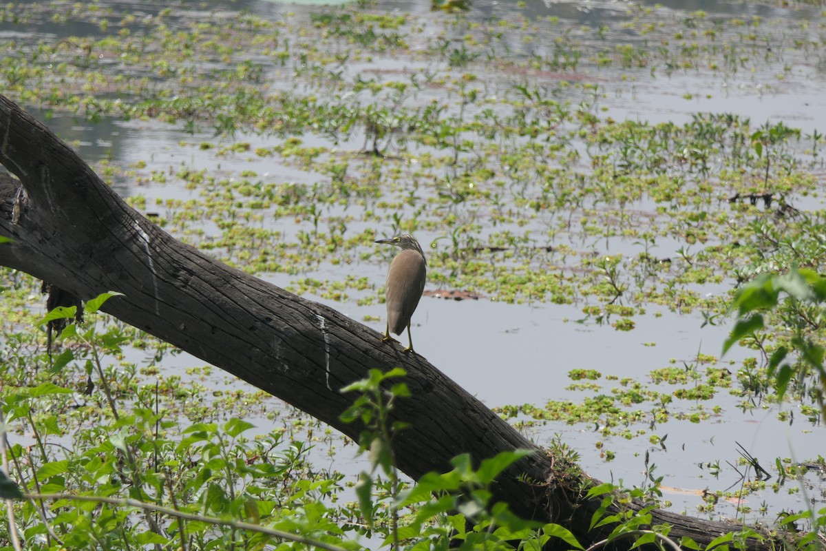 Indian Pond-Heron - ML632817709