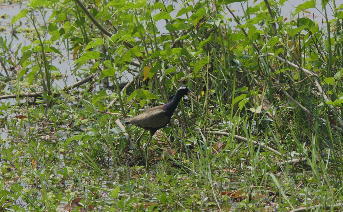 Bronze-winged Jacana - ML632817853