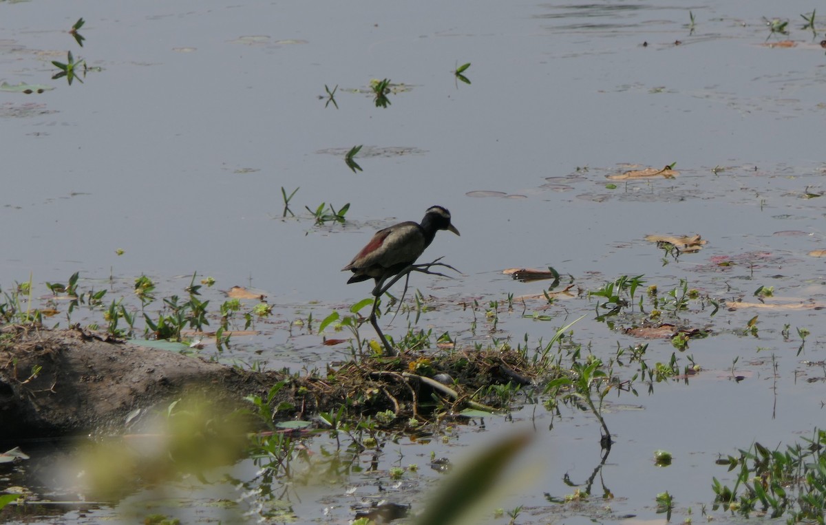 Bronze-winged Jacana - ML632817854