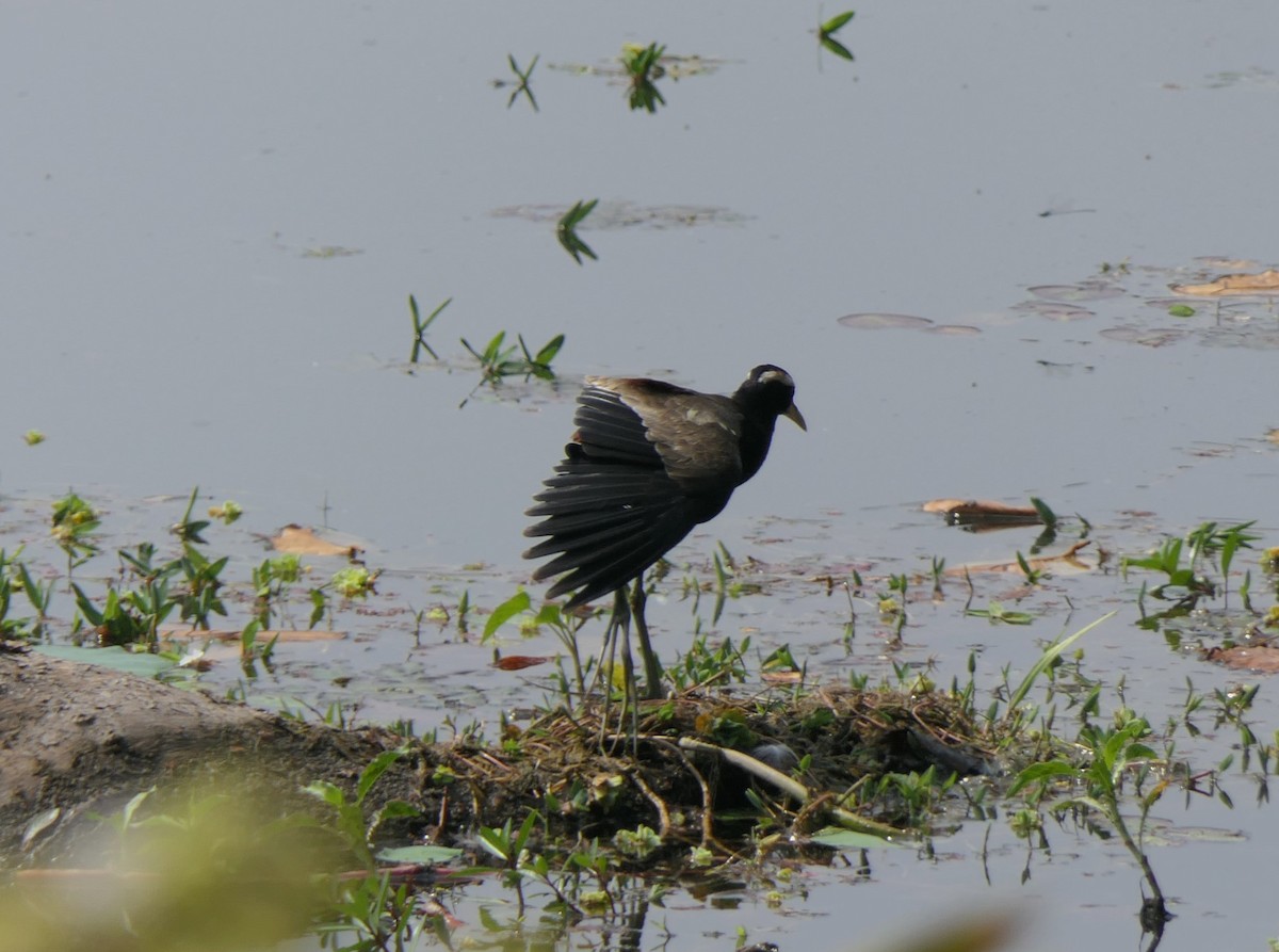 Bronze-winged Jacana - ML632817855