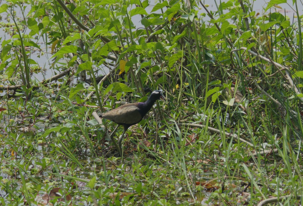 Bronze-winged Jacana - ML632817856
