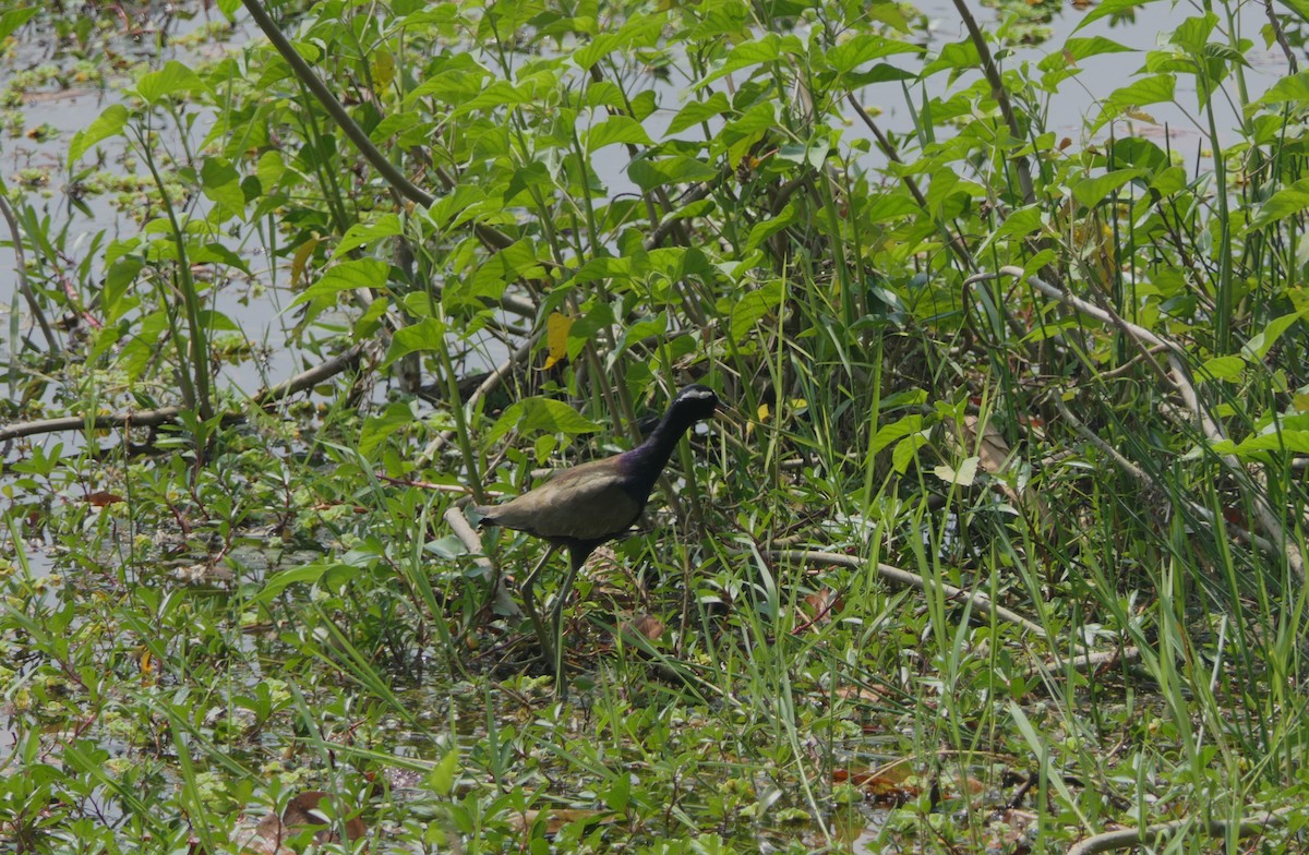Bronze-winged Jacana - ML632817857