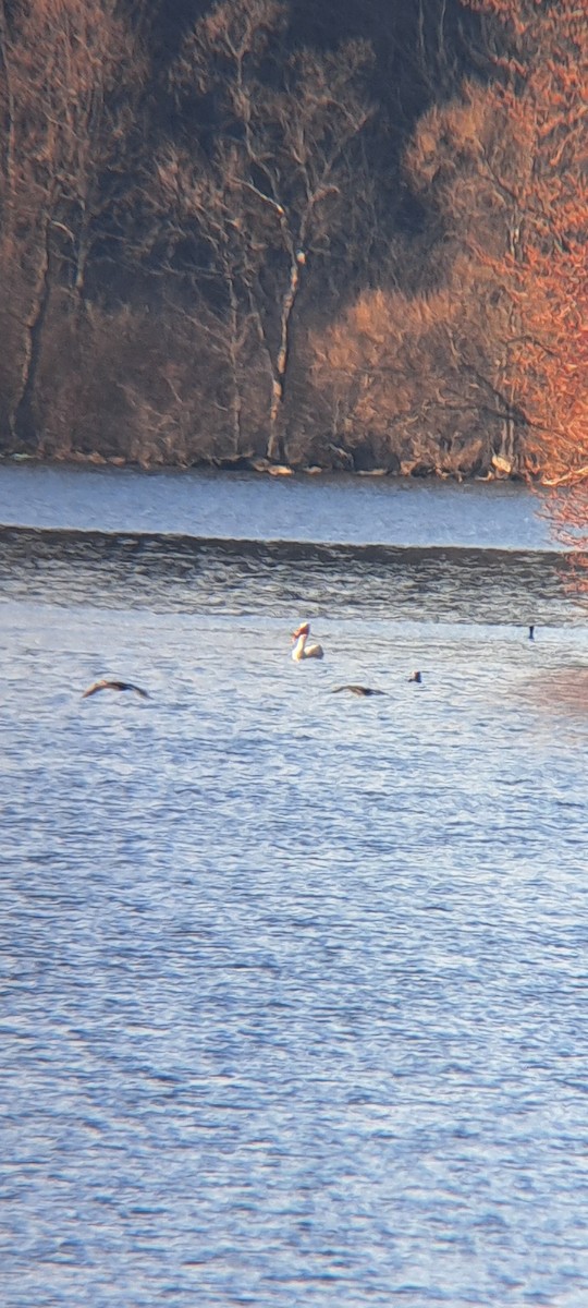 American White Pelican - ML632817870
