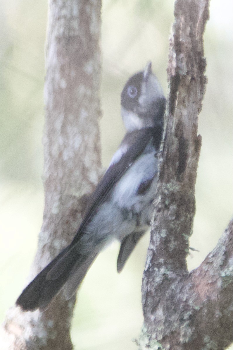 Pied Monarch - ML632817961