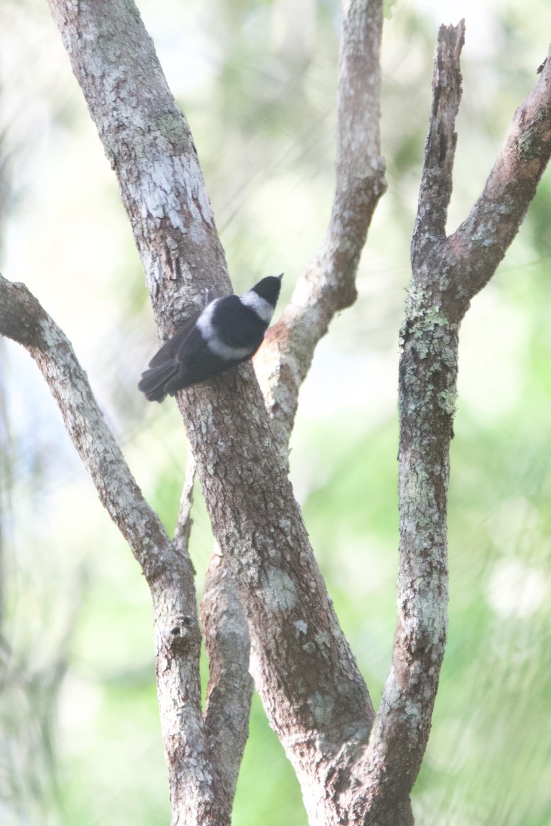 Pied Monarch - ML632817962