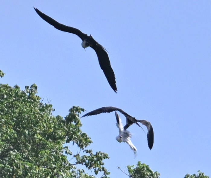 Prachtfregattvogel - ML632818008