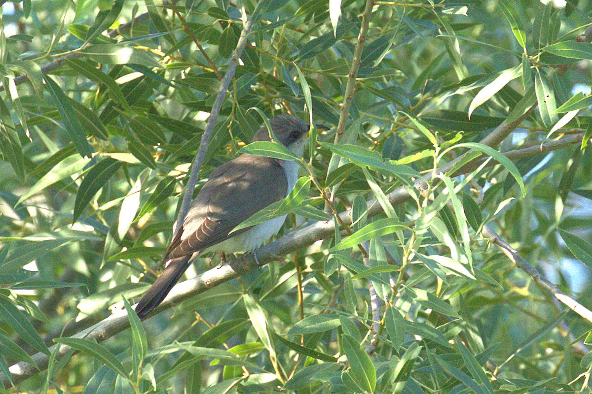 Yellow-billed Cuckoo - ML63281831