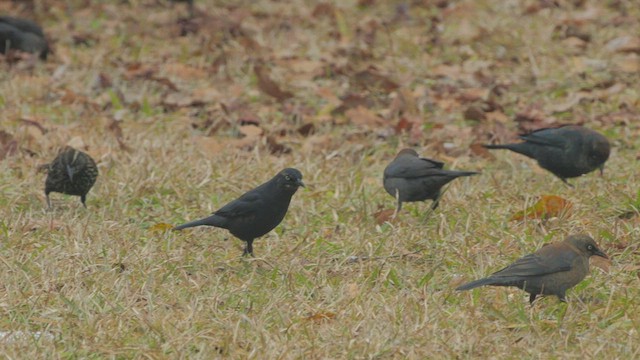Rusty Blackbird - ML632818367