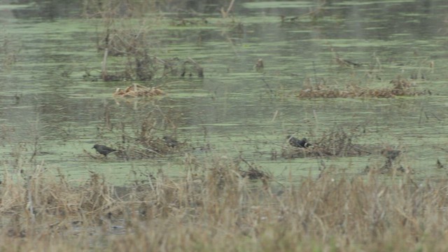 Rusty Blackbird - ML632818375