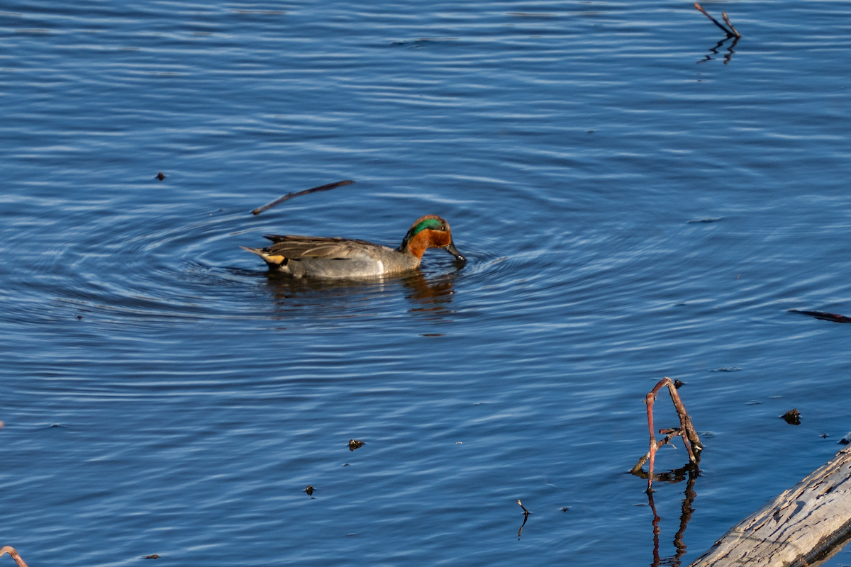 Ногоохон нугас - ML632818435