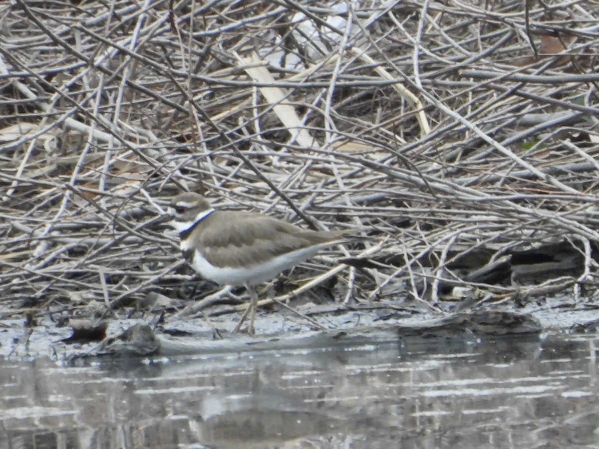 Killdeer - ML632818453