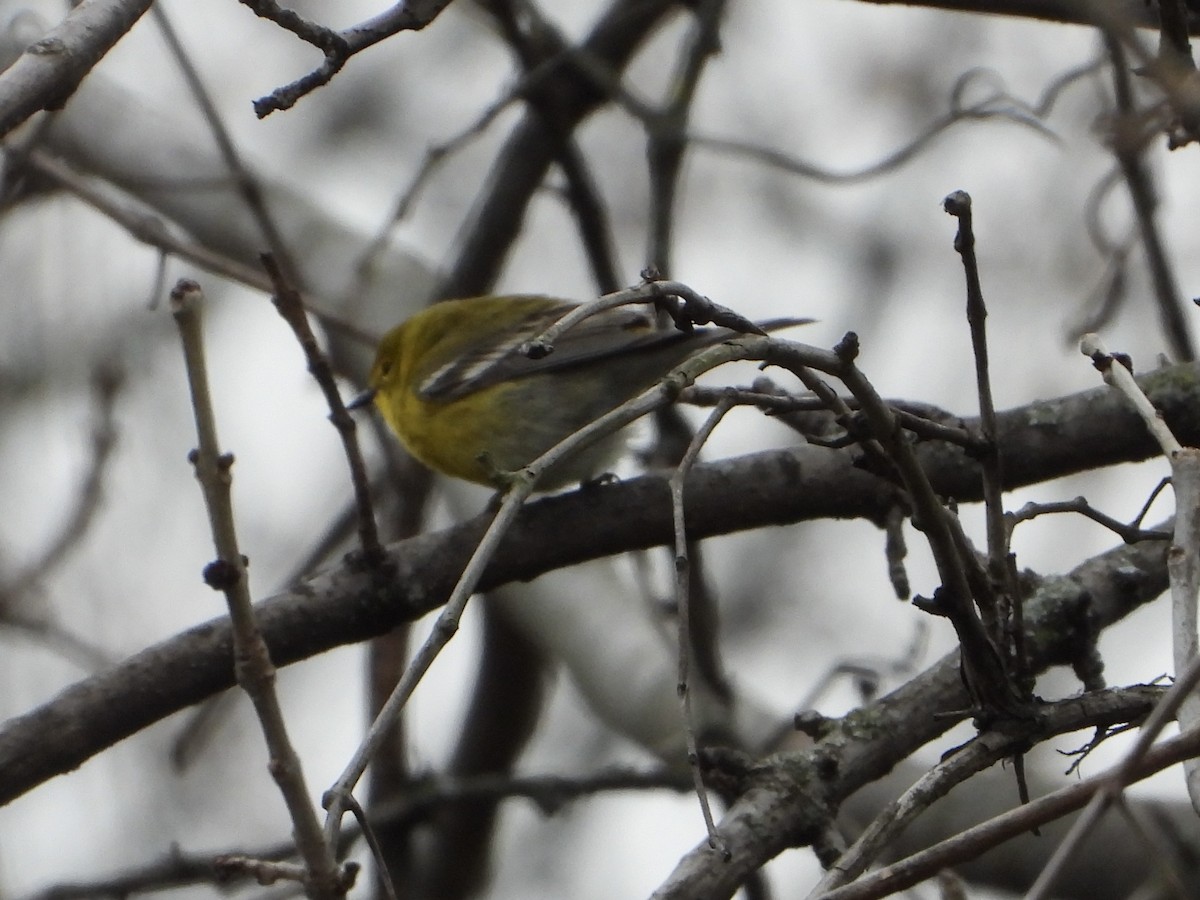 Pine Warbler - ML632818463