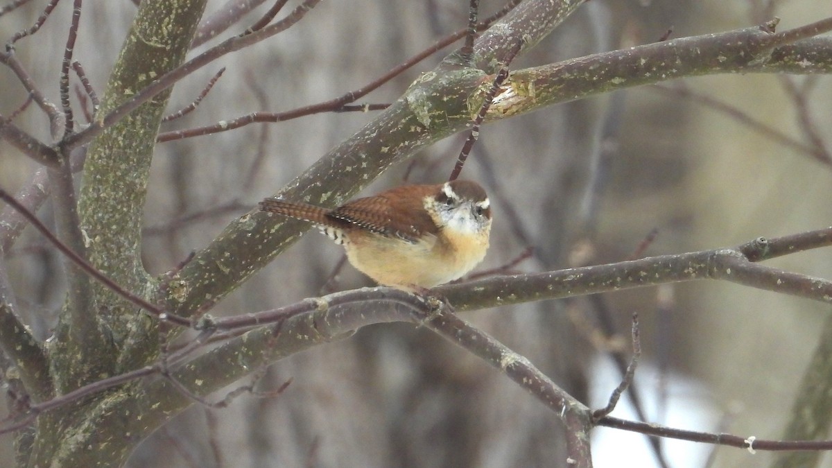 Carolina Wren - ML632818568