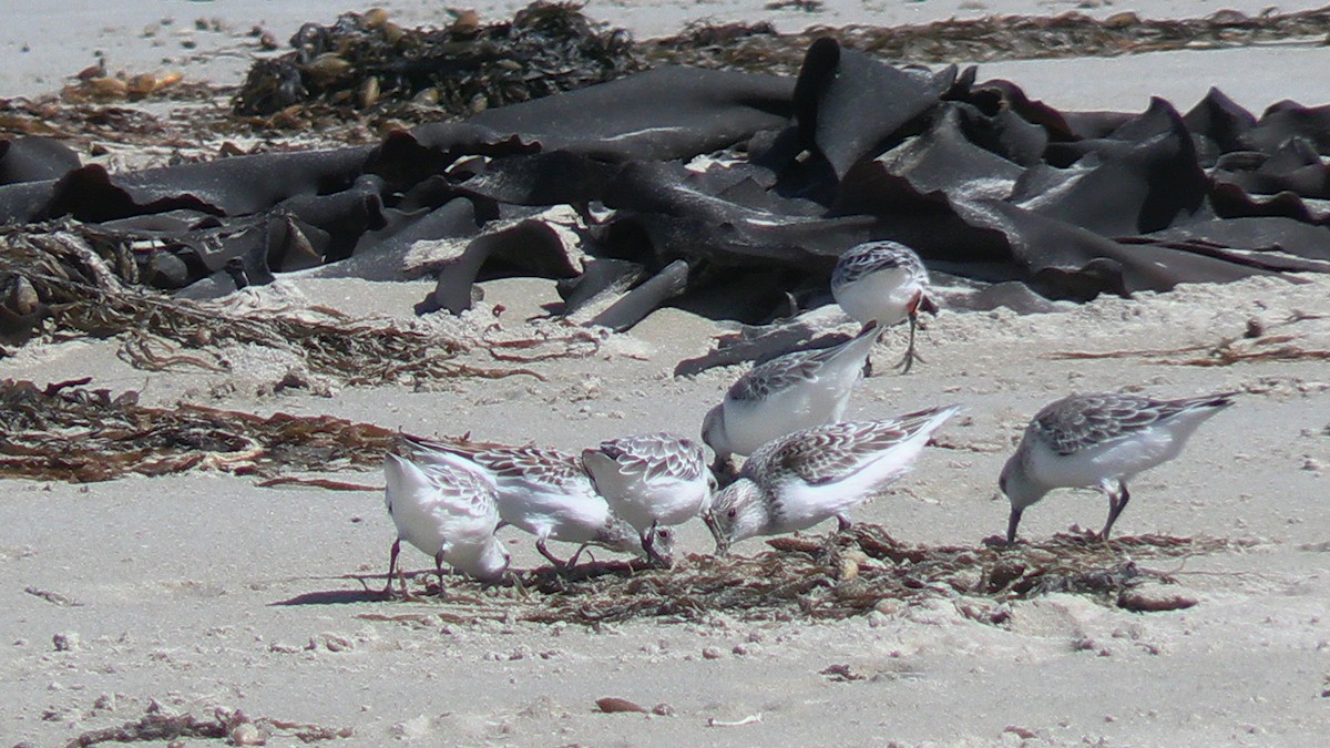 Sanderling - ML632818571