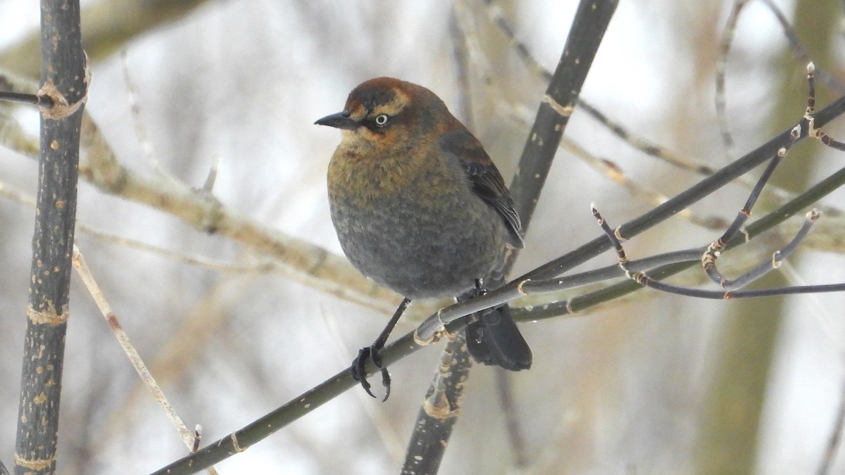 Rusty Blackbird - ML632818595