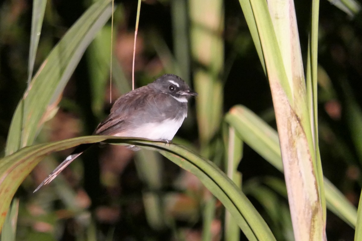 Malaysian Pied-Fantail - ML632818745