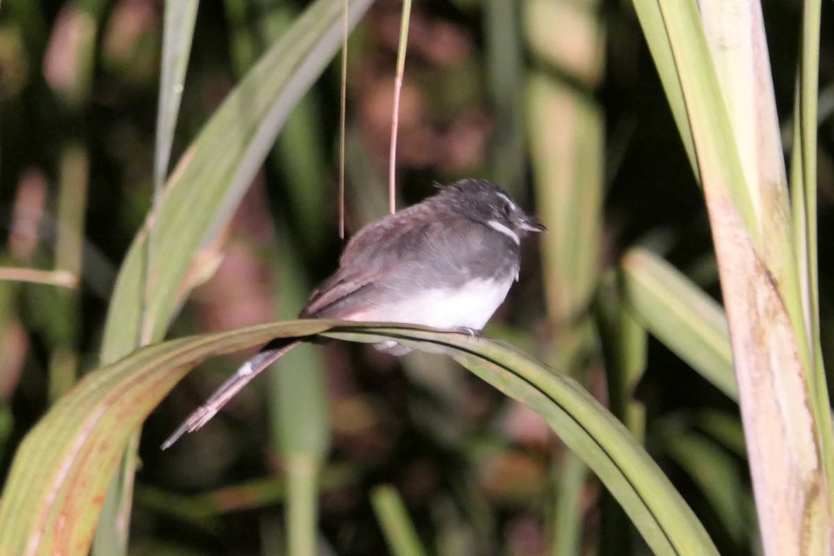Malaysian Pied-Fantail - ML632818746