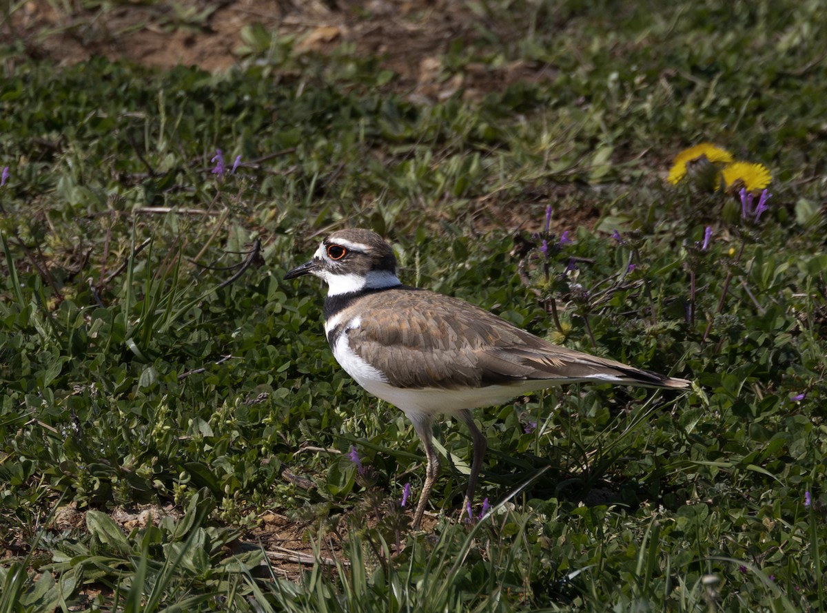 Killdeer - ML632819007