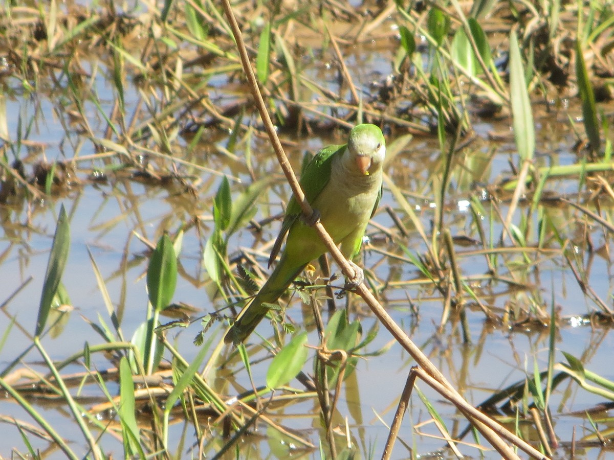 Monk Parakeet - Shawn Loewen