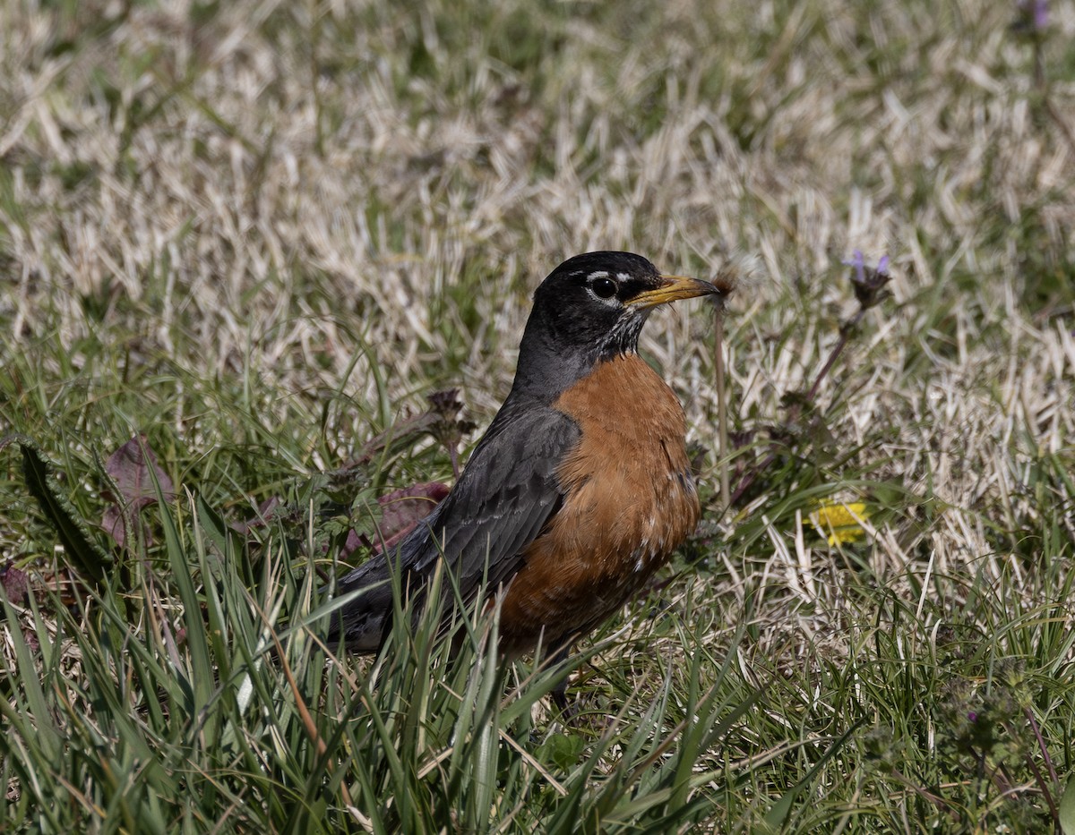 American Robin - ML632819016