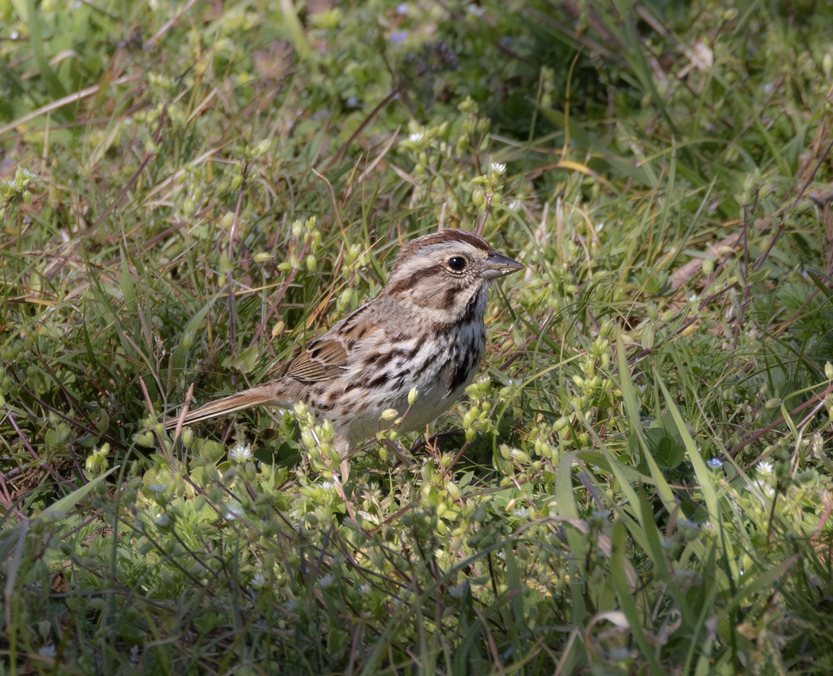 Song Sparrow - ML632819022