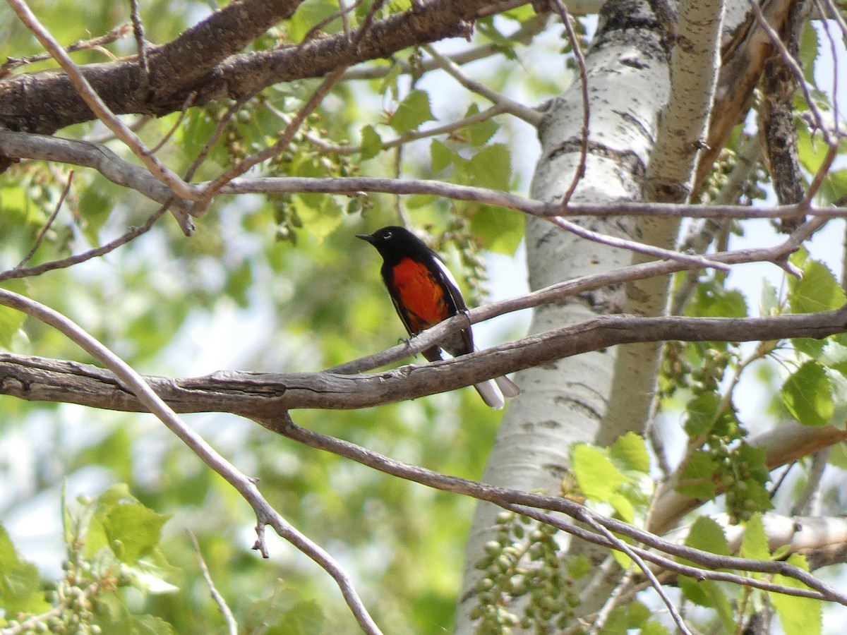 Painted Redstart - ML632819041