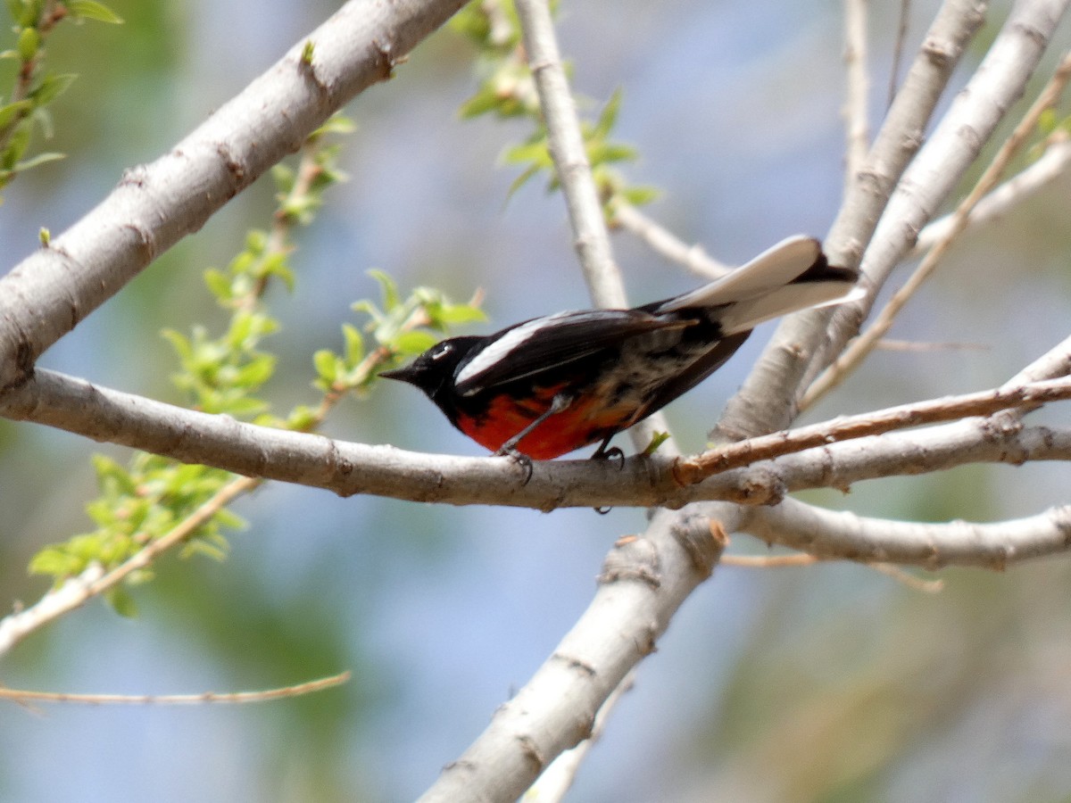 Painted Redstart - ML632819042