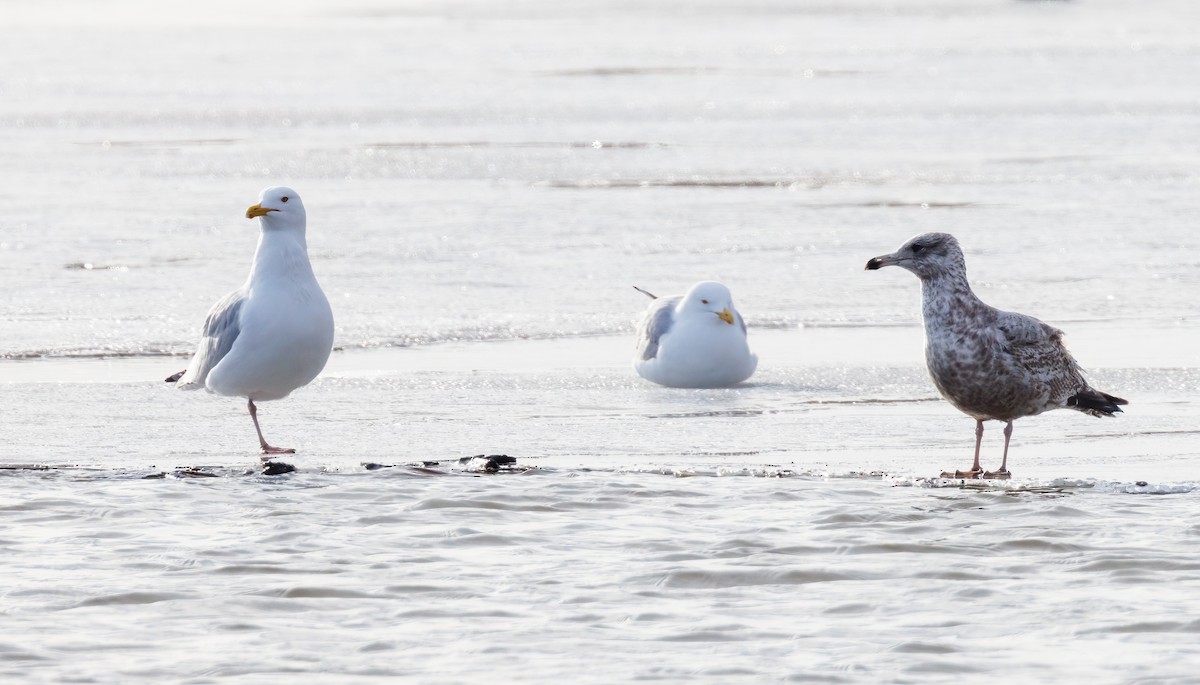 American Herring Gull - ML632819081