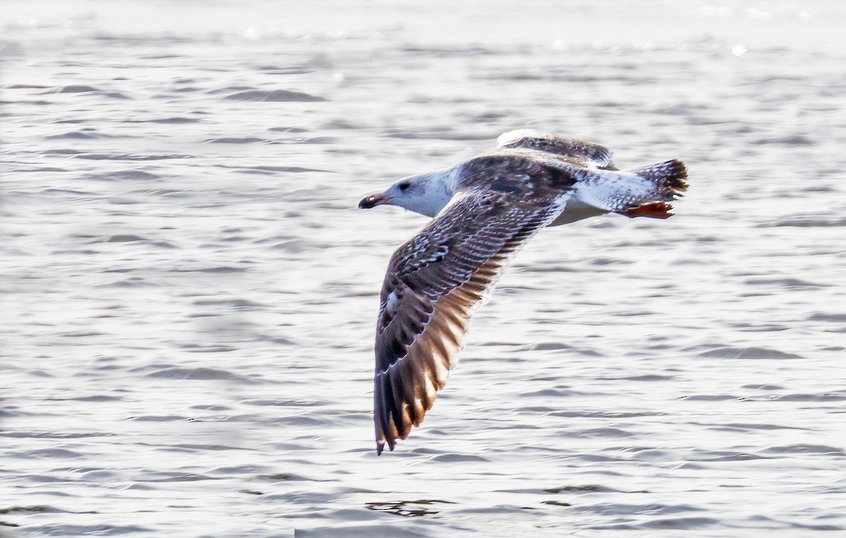 Great Black-backed Gull - ML632819127