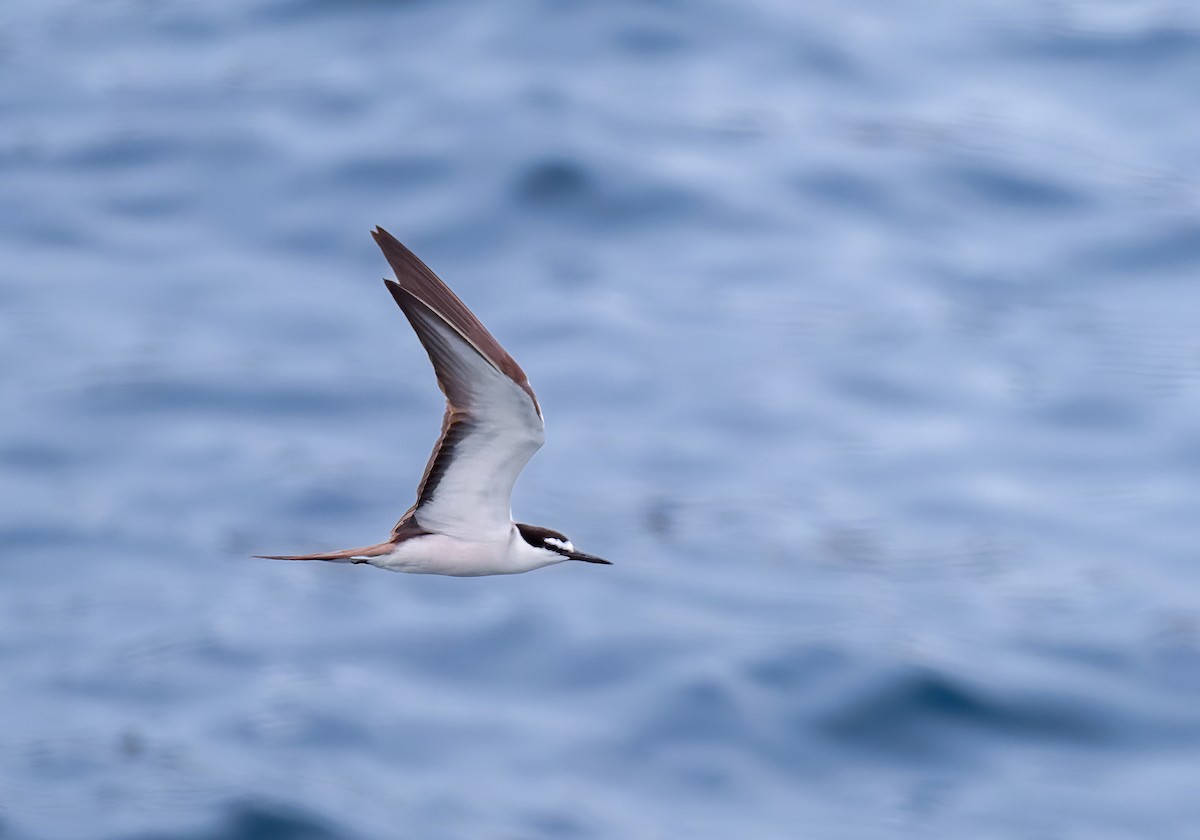 Bridled Tern - ML632819192