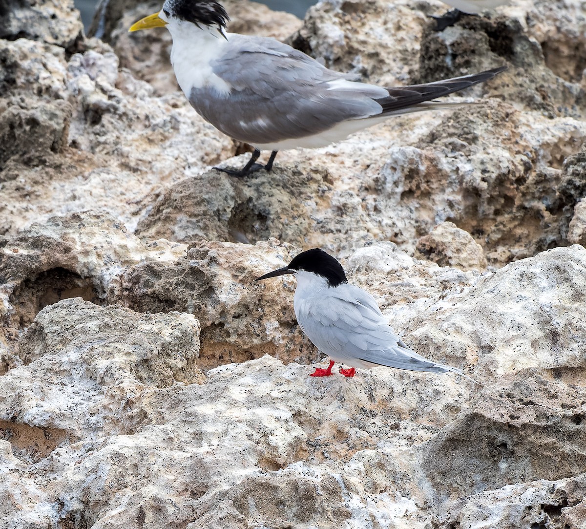 Roseate Tern - ML632819197