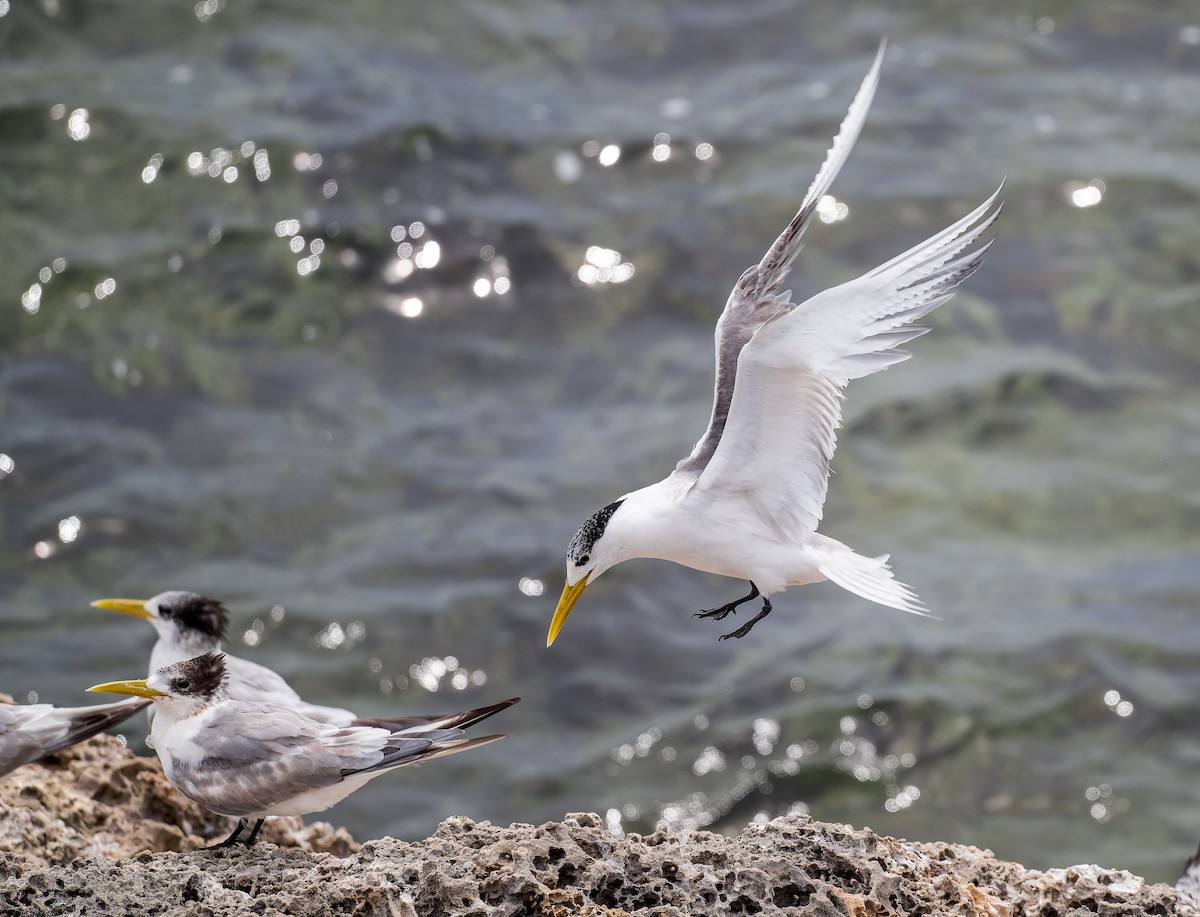 Great Crested Tern - ML632819202