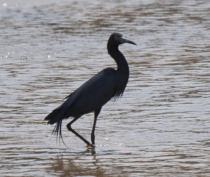 Little Blue Heron - ML632819224