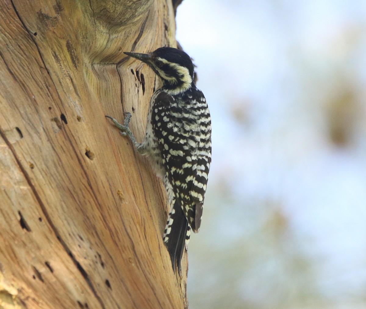 Ladder-backed Woodpecker - ML632819346