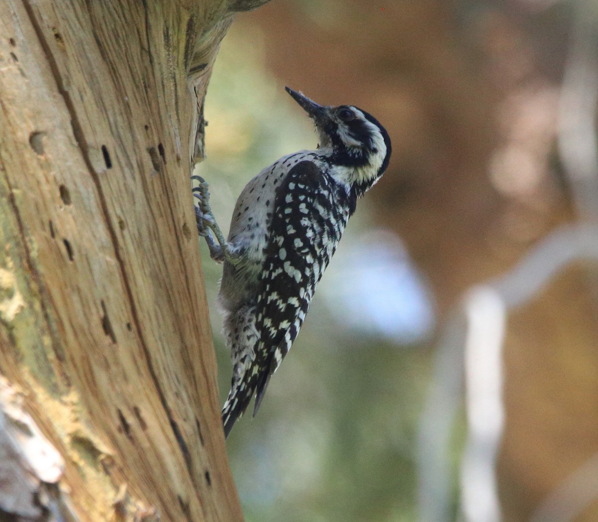 Ladder-backed Woodpecker - ML632819347
