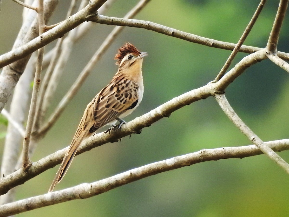 Striped Cuckoo - ML632819354
