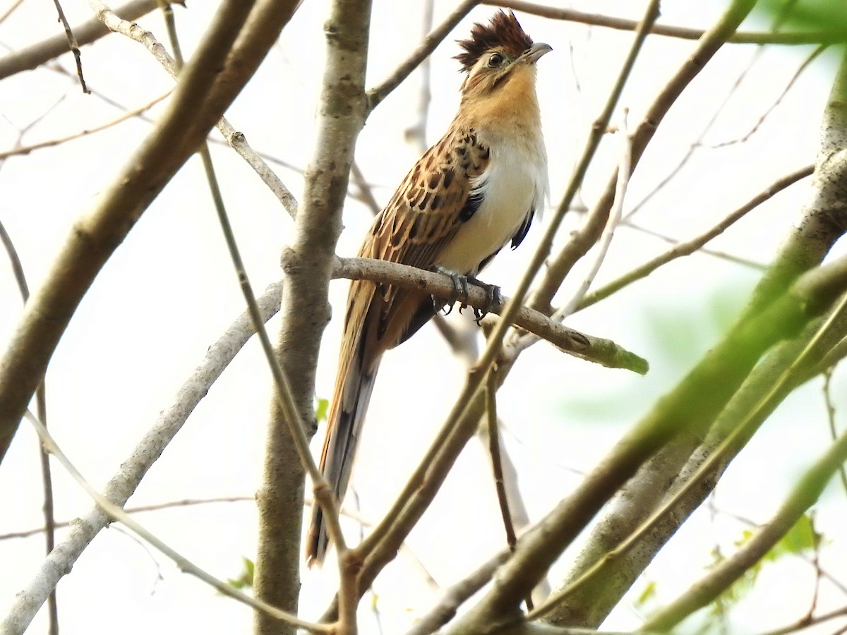 Striped Cuckoo - ML632819355