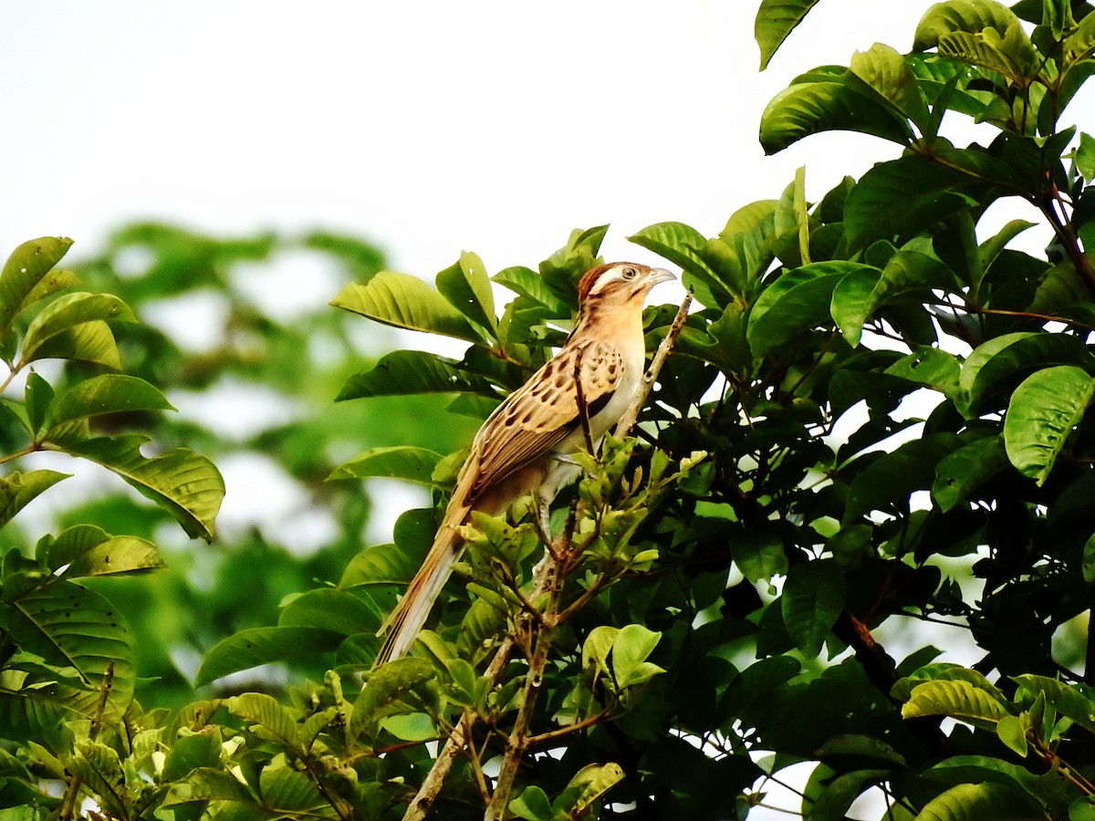 Striped Cuckoo - ML632819356