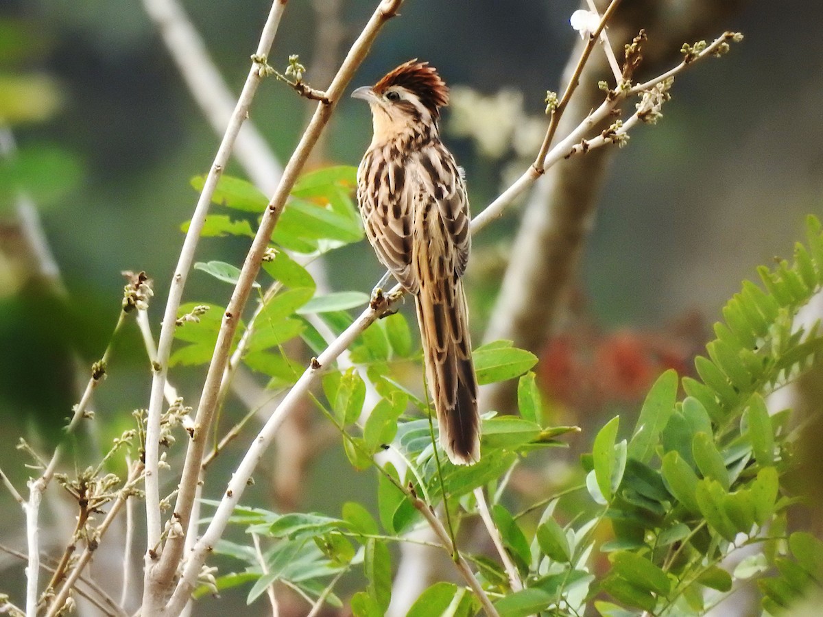Striped Cuckoo - ML632819358